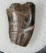 Partial Theropod Tooth - Hell Creek Formation #13117-1